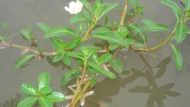 Cây Rau dừa nước. Ludwigia adscendens - Cây Thuốc Nam Quanh Ta